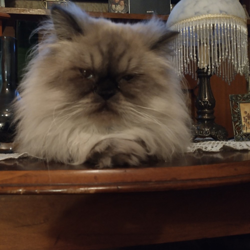 Meet your Posher, Posh